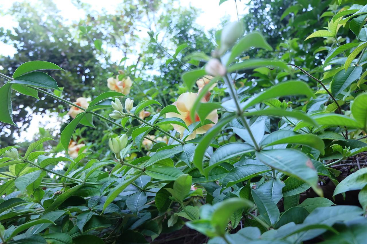 Samerdrow Khao Yai 무 시 외부 사진